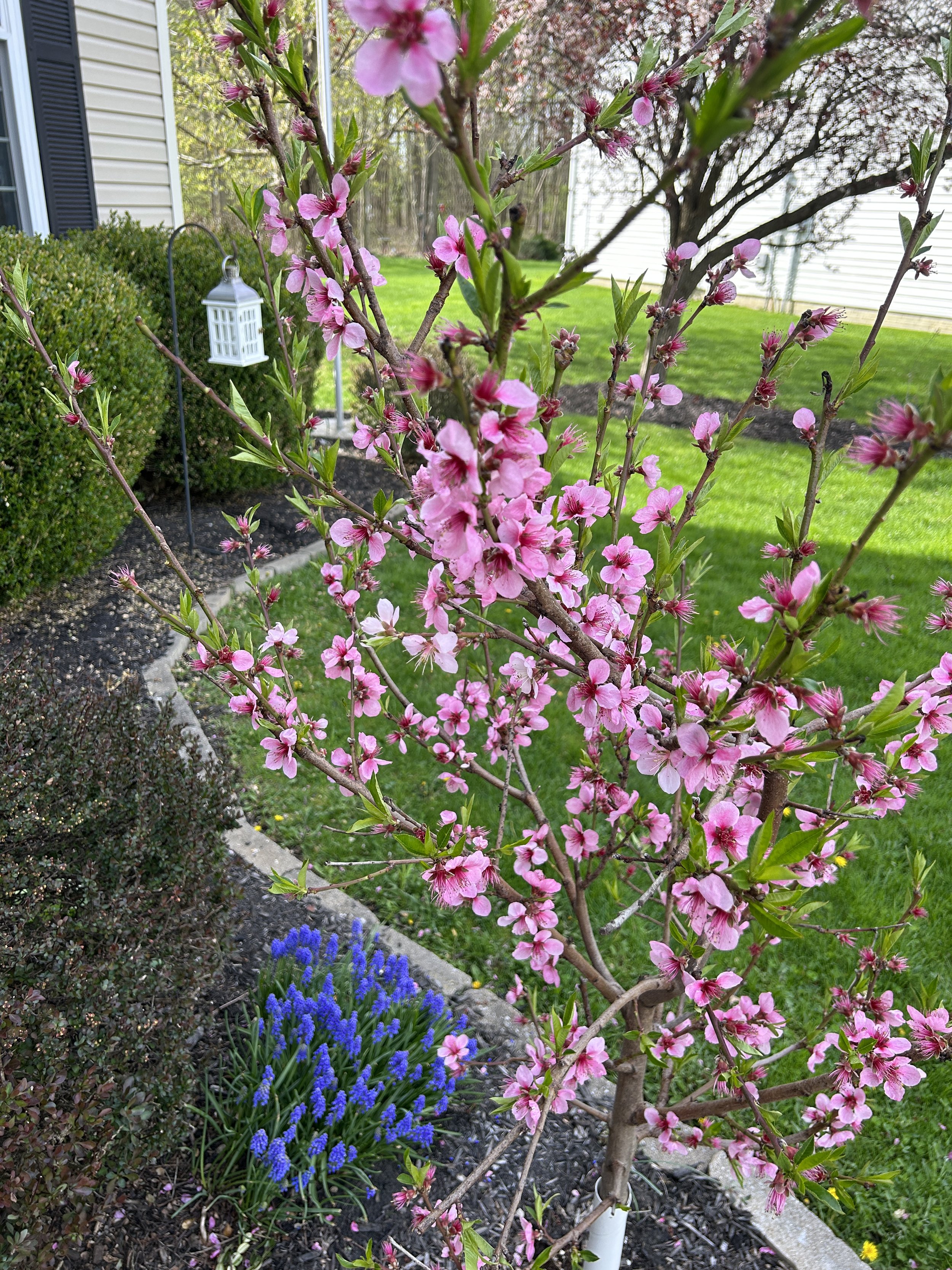 spring fleurs (2).JPG