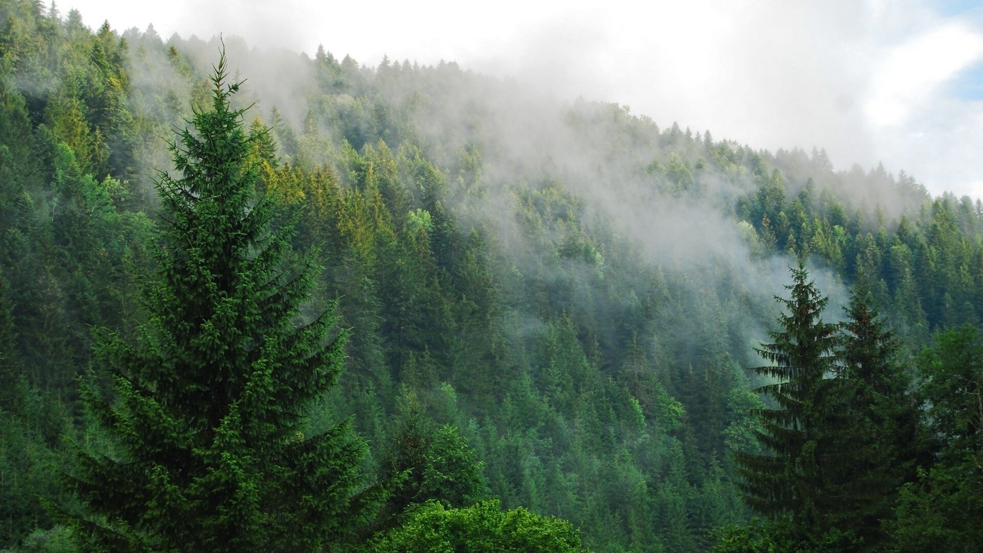 pine-forest-desktop-background.jpg