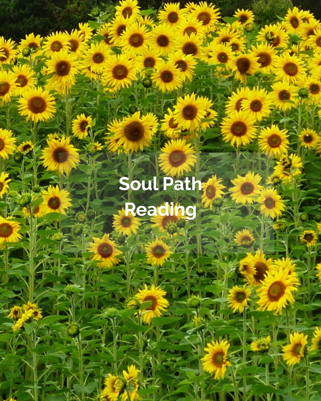 Soul Path Reading