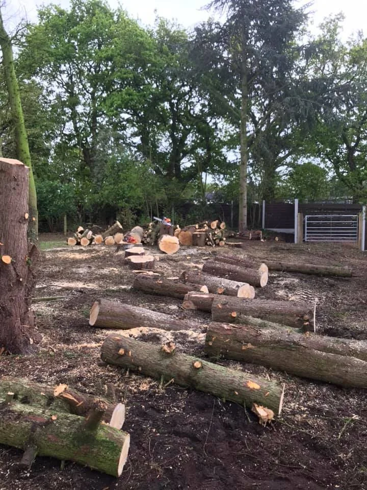 Woodpecker Tree Surgeons | Professional Shropshire Based Tree Surgeons