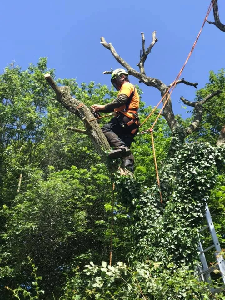 Woodpecker Tree Surgeons | Professional Shropshire Based Tree Surgeons