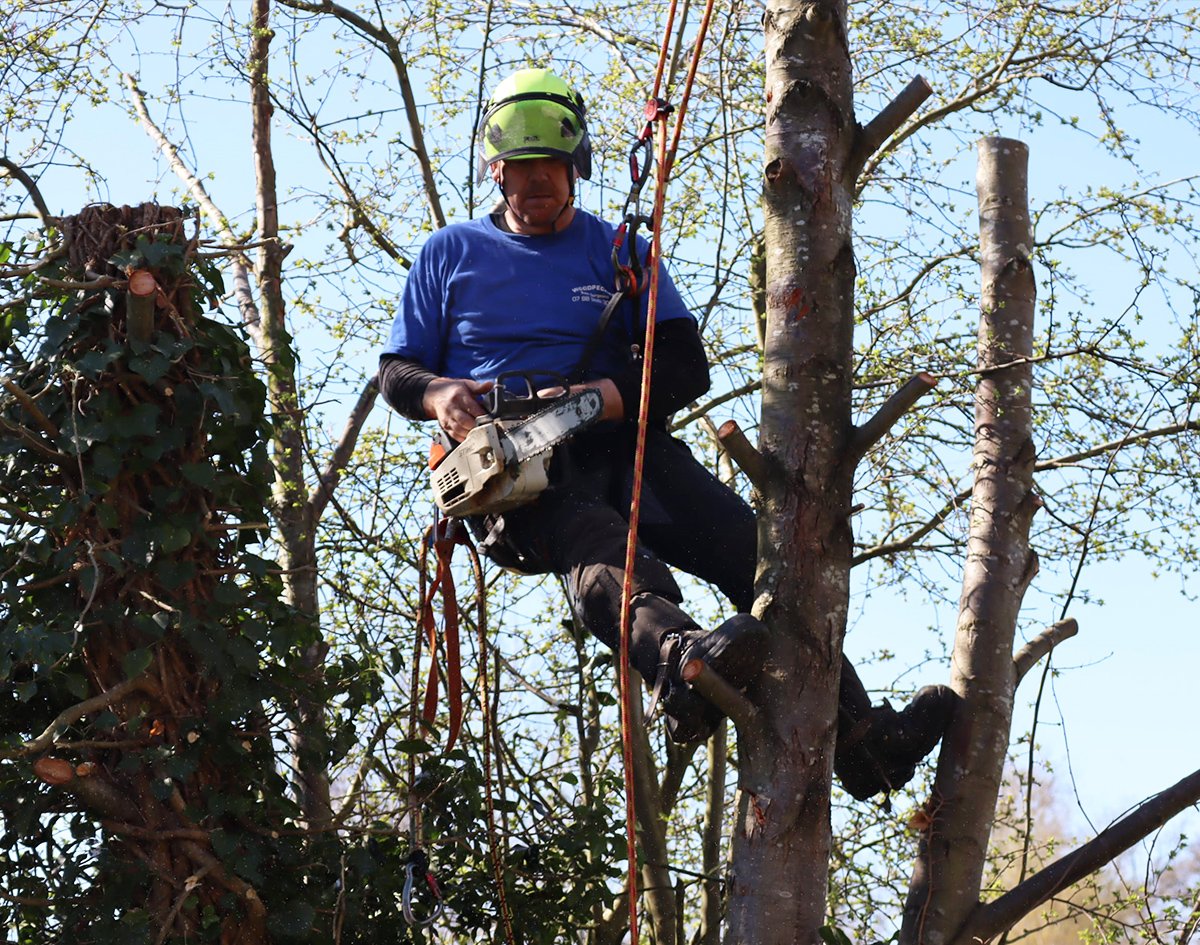Woodpecker Tree Surgeons | Professional Shropshire Based Tree Surgeons