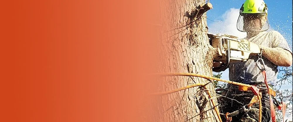 Woodpecker Tree Surgeons | Professional Shropshire Based Tree Surgeons