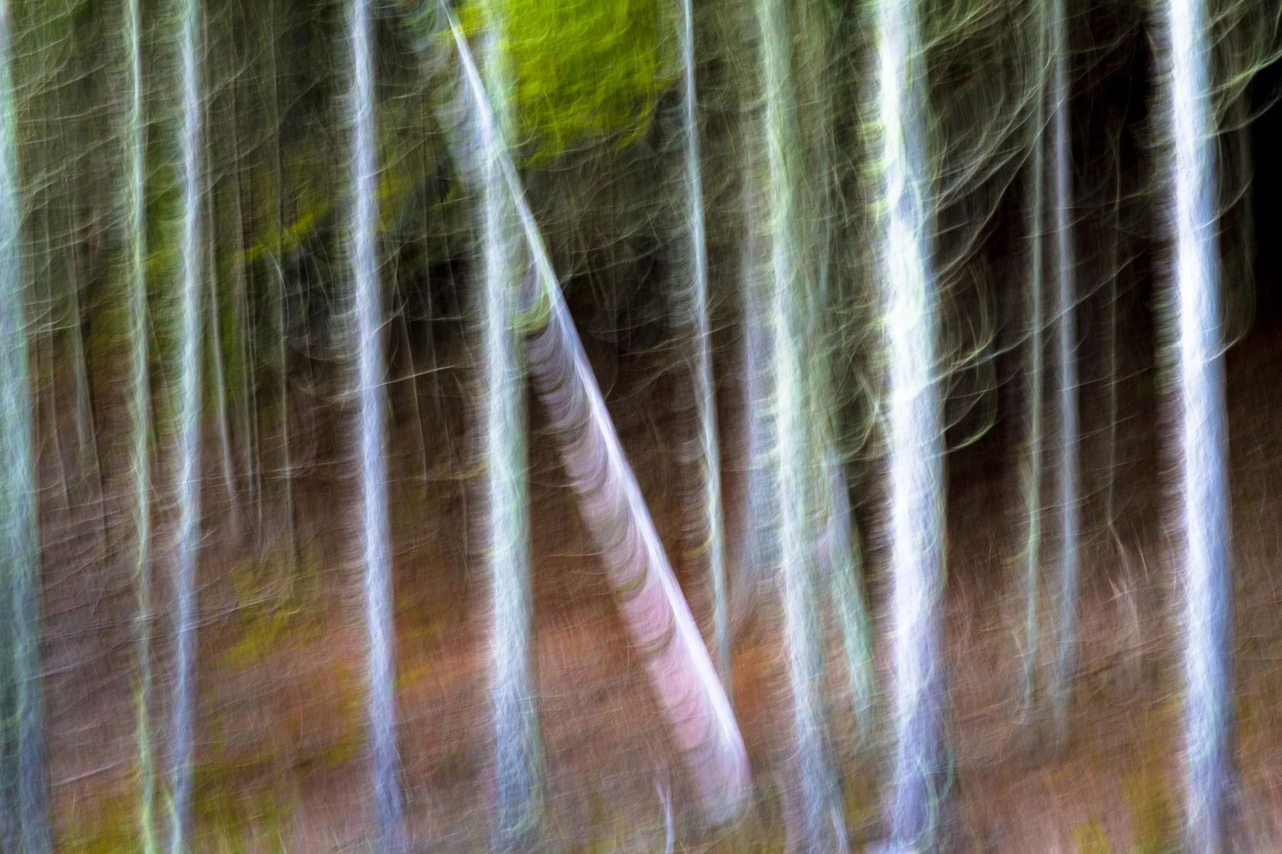 Summer Woodland, New Brunswick 7197