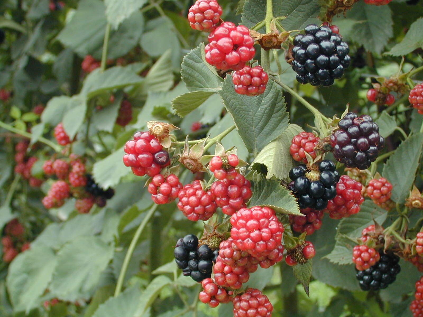 blackberries 4.jpg