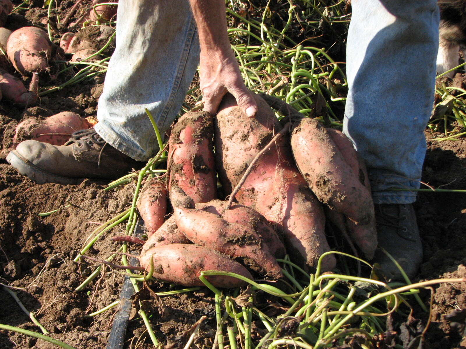 our beautiful red sweet potatos!.jpg