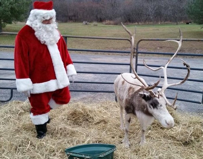 Live Santa Clause in pen with our reindeer named Aran