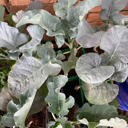 Baby Broccoli