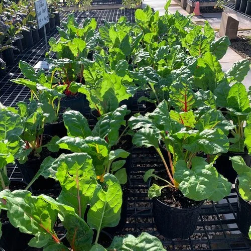 Swiss Chard at Alldredge Gardens