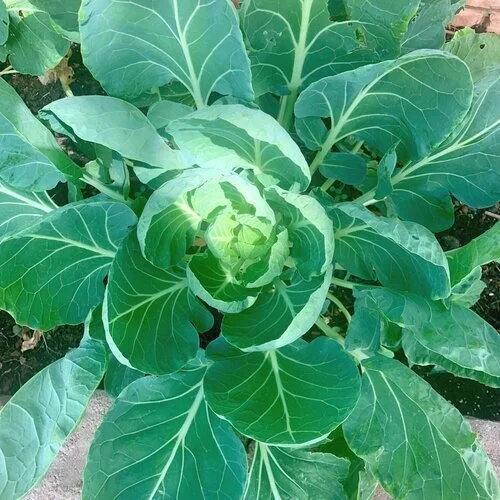 fall gardening midland tx