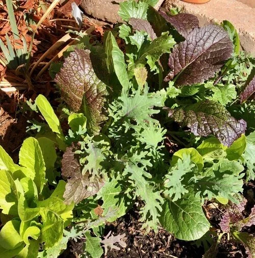 midland tx fall veggie garden