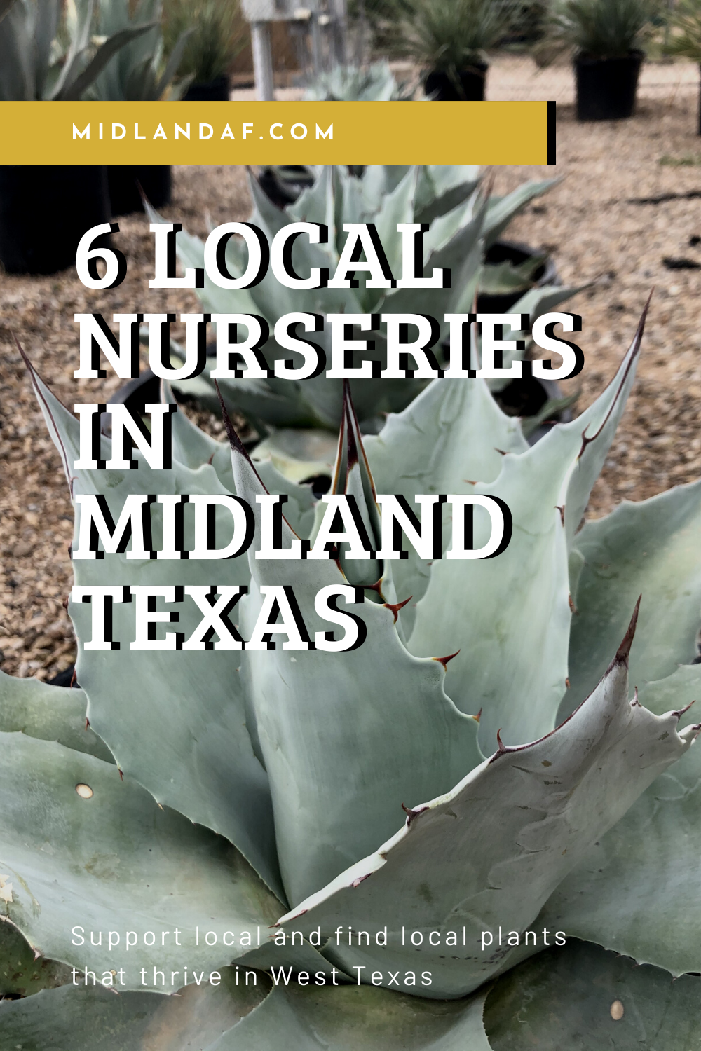 6 Local Nurseries and Garden Centers in Midland, TX