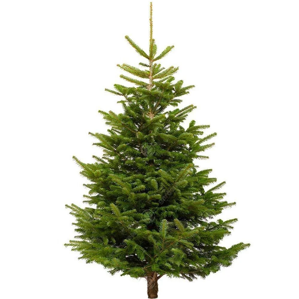 Christmas Tree 1.jpg