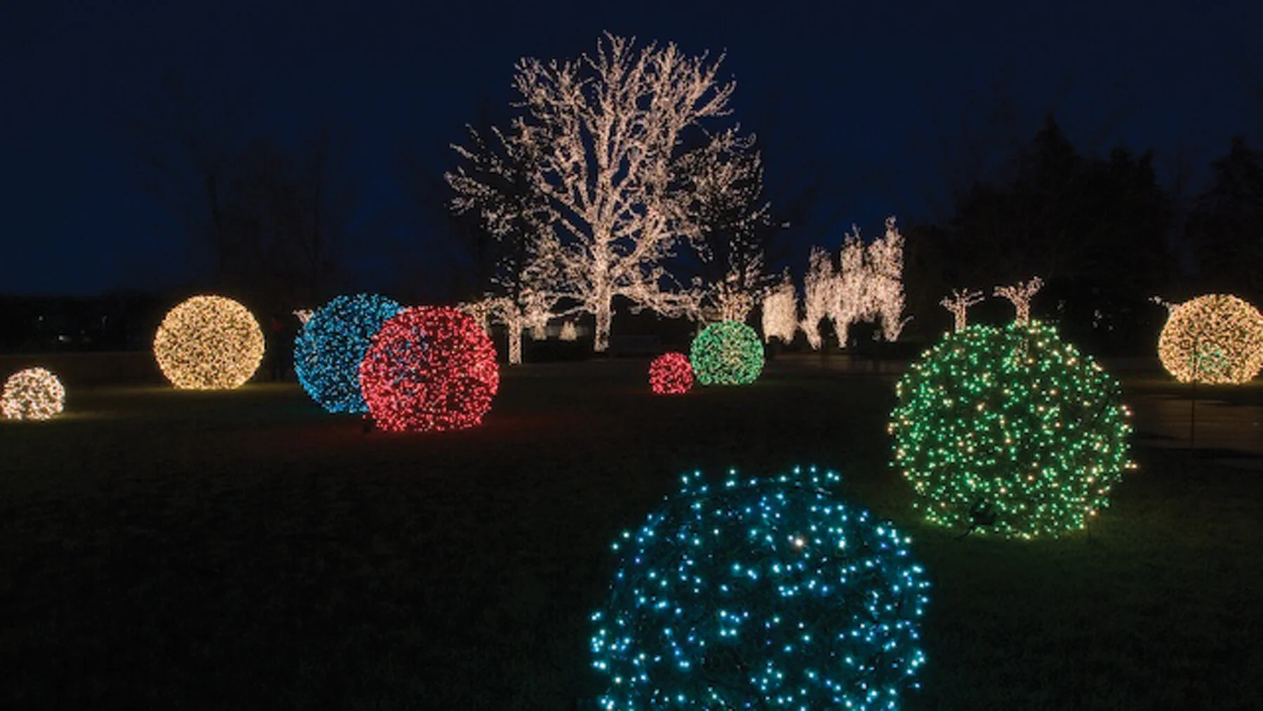 christmas-light-shrubs.jpg