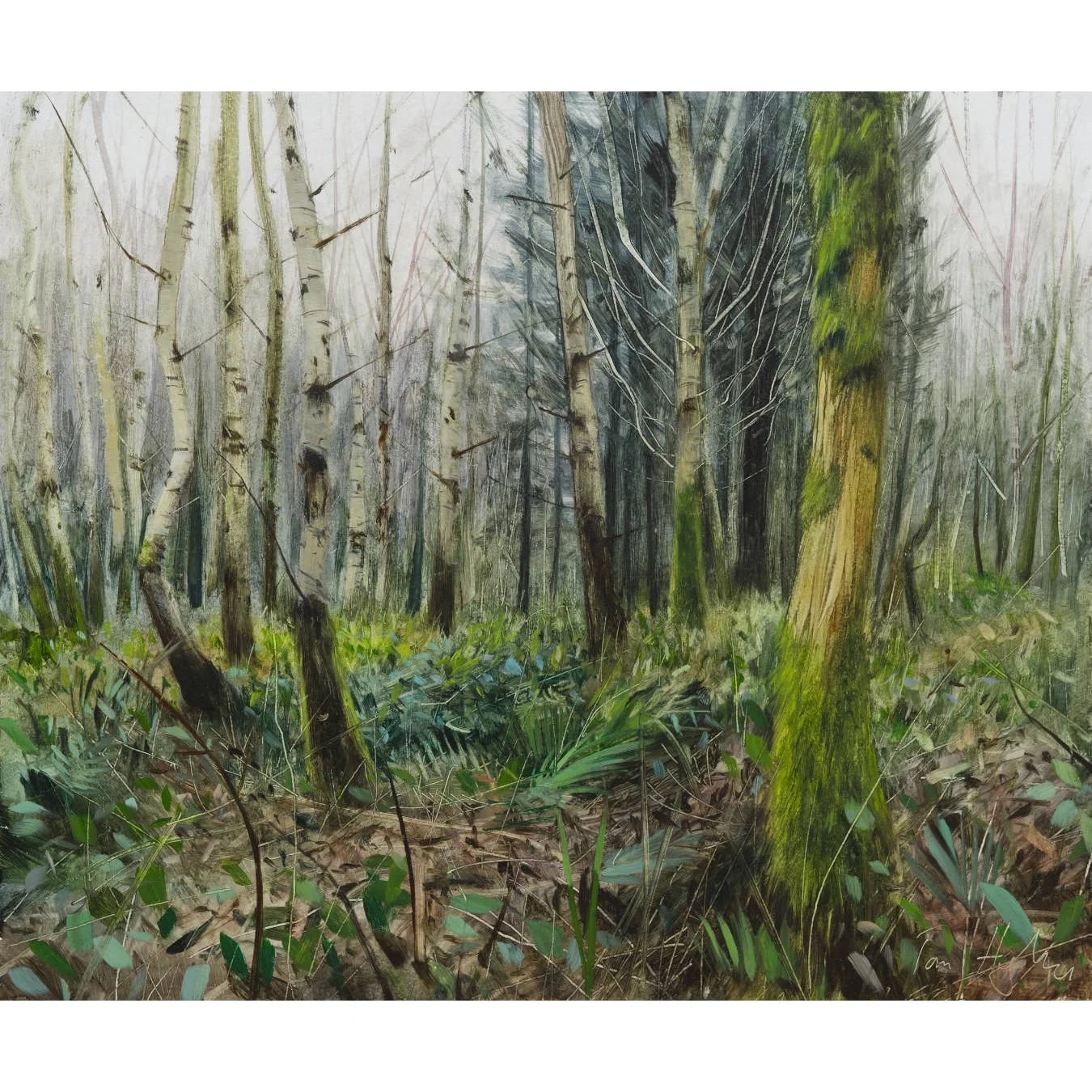 cold morning, birch and moss, Forest of Dean, January_.jpg