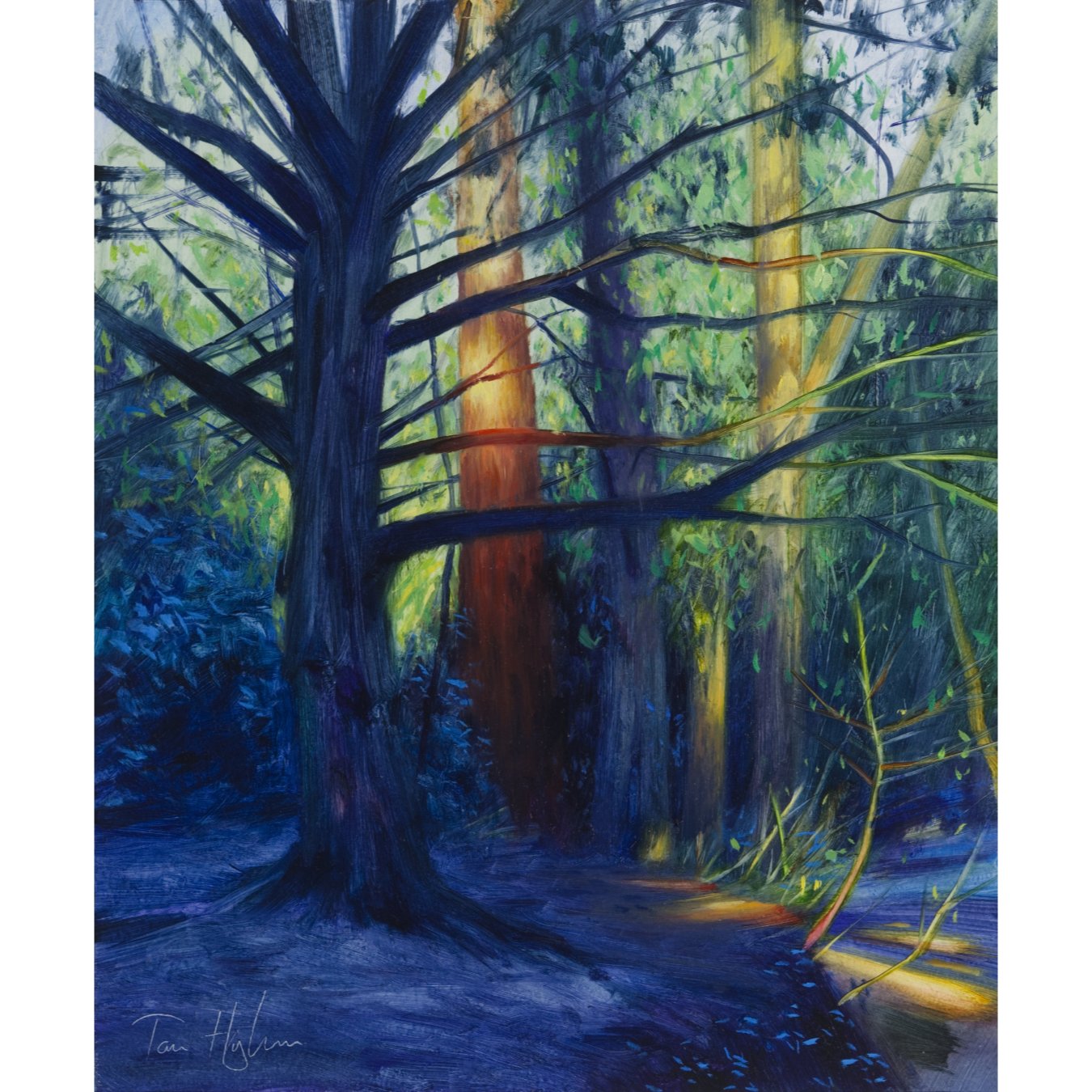 Sun on the redwood, Blaise Castle.jpg