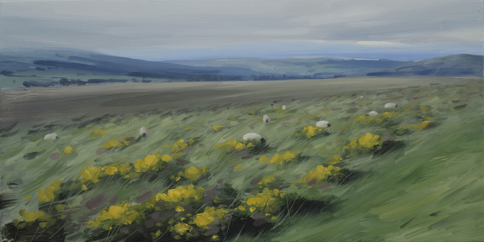 Sheep and heather, August
