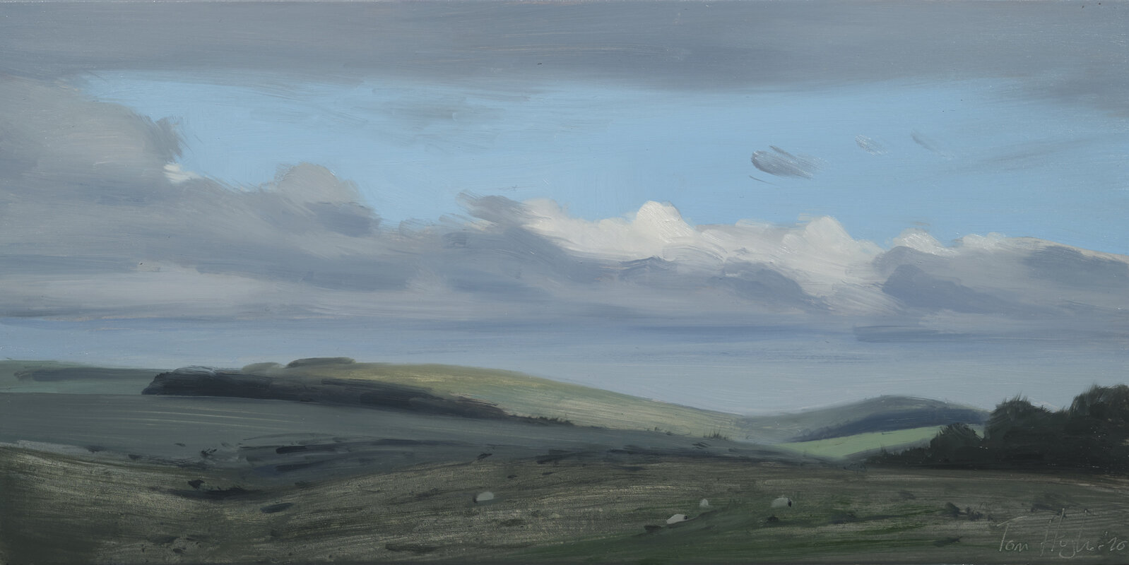 Sheep on the dark moor, sunlit cloud