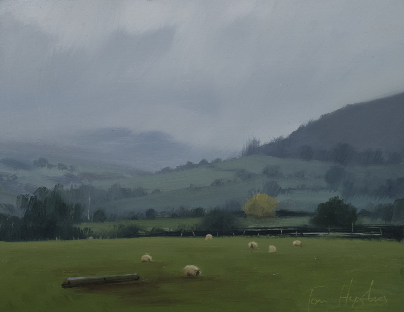 Sheep field in mist