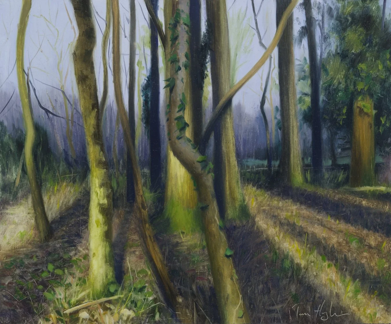 Last light, top woods, Tyntesfield