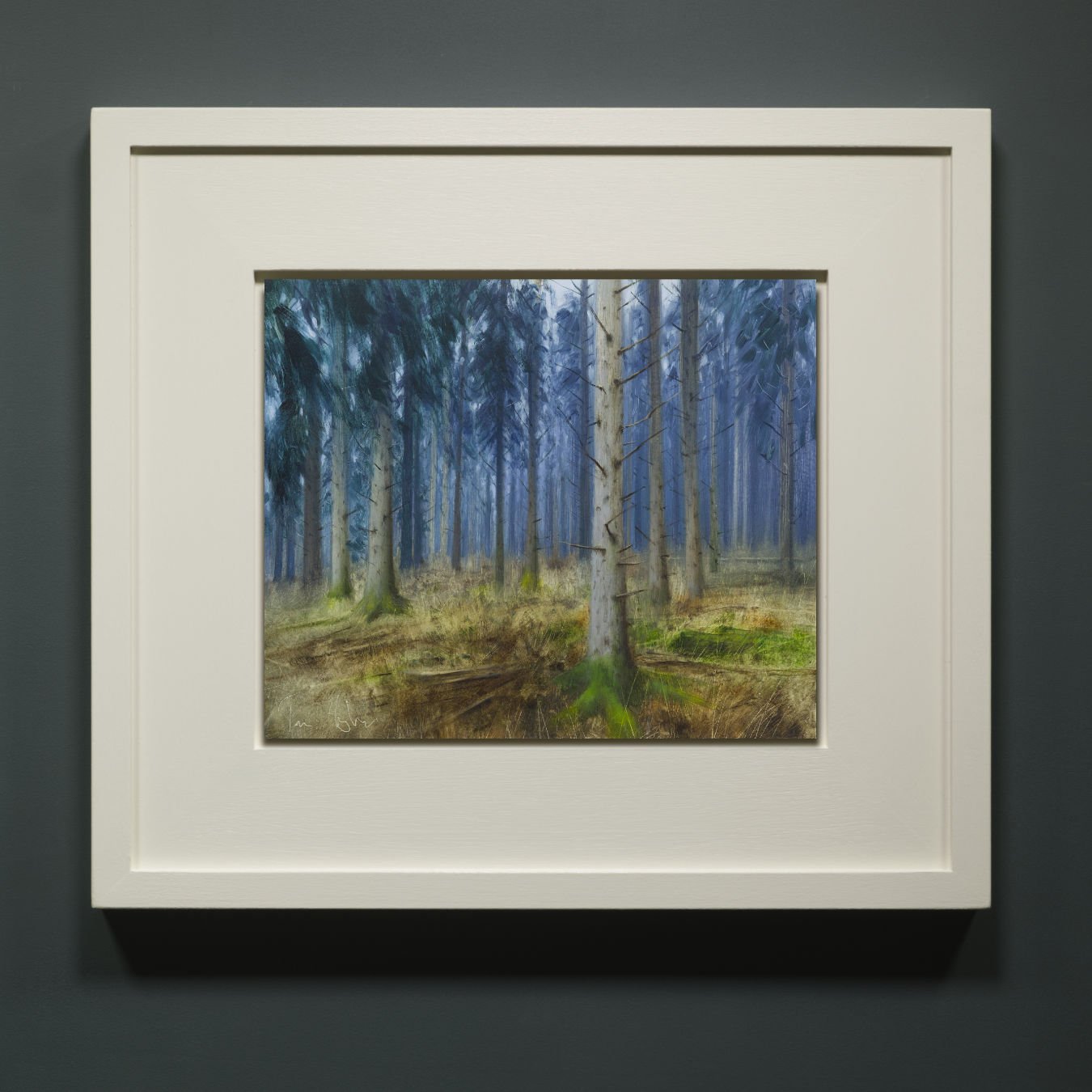Morning mist, pine, Forest of Dean