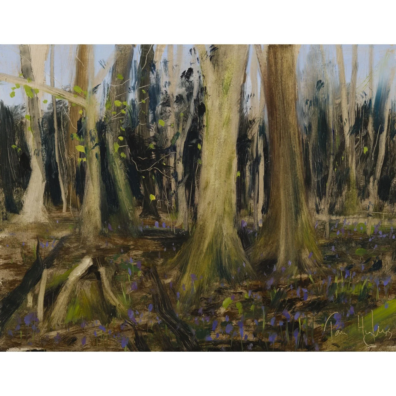 Bluebells, Leigh Woods_.jpg
