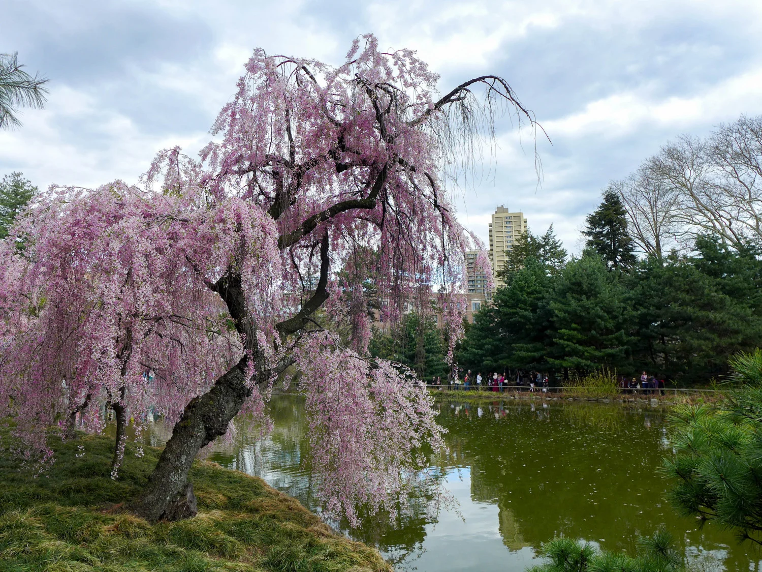 
…(barely) saw the cherry blossoms at Brooklyn Botanic Gardens  