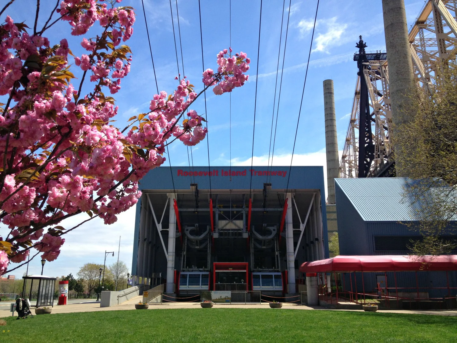 
Roosevelt Island Cherry Blossoms: Prettiest Pink in NYC  