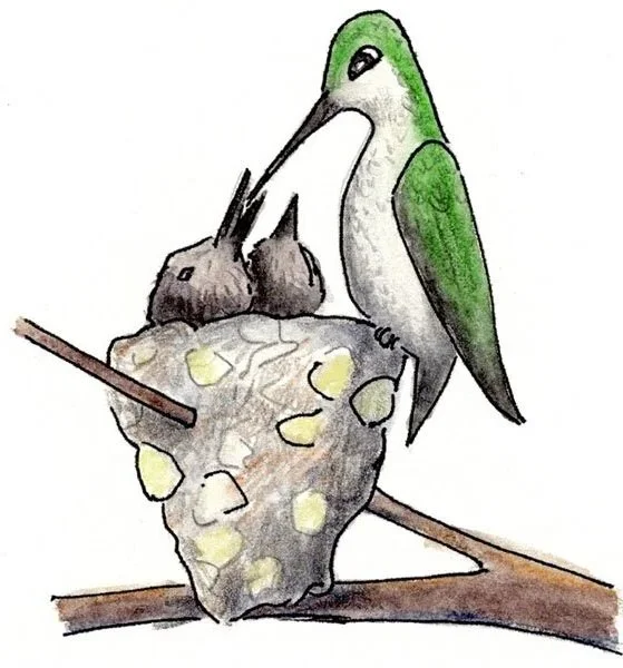 Hummingbird_Family+edit.jpg