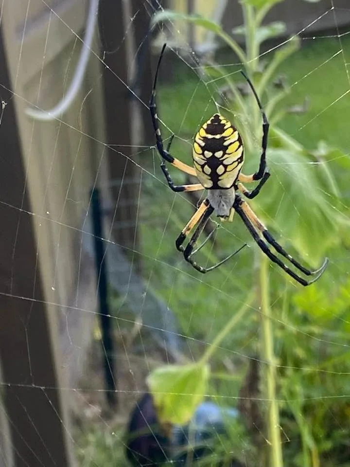 Weaving Your Intentions