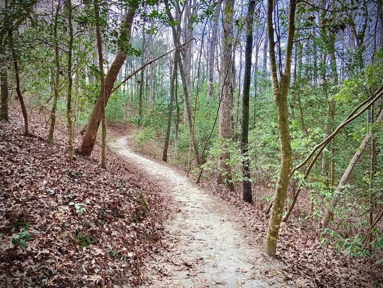 Forest Bathing