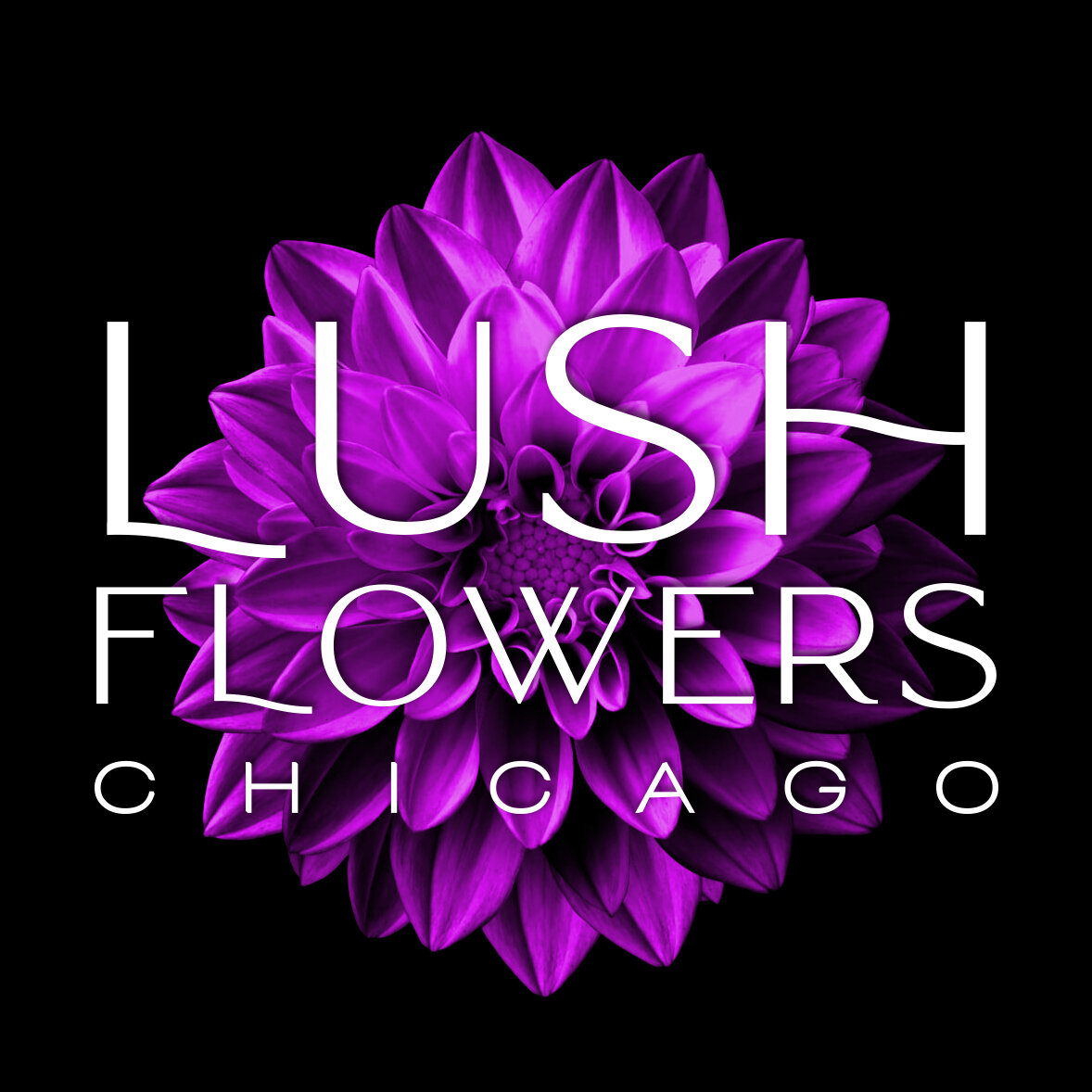 Lush Flowers Chicago
