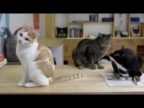 Free Enterprise - Cat Cafe - DP/Director (Copy)