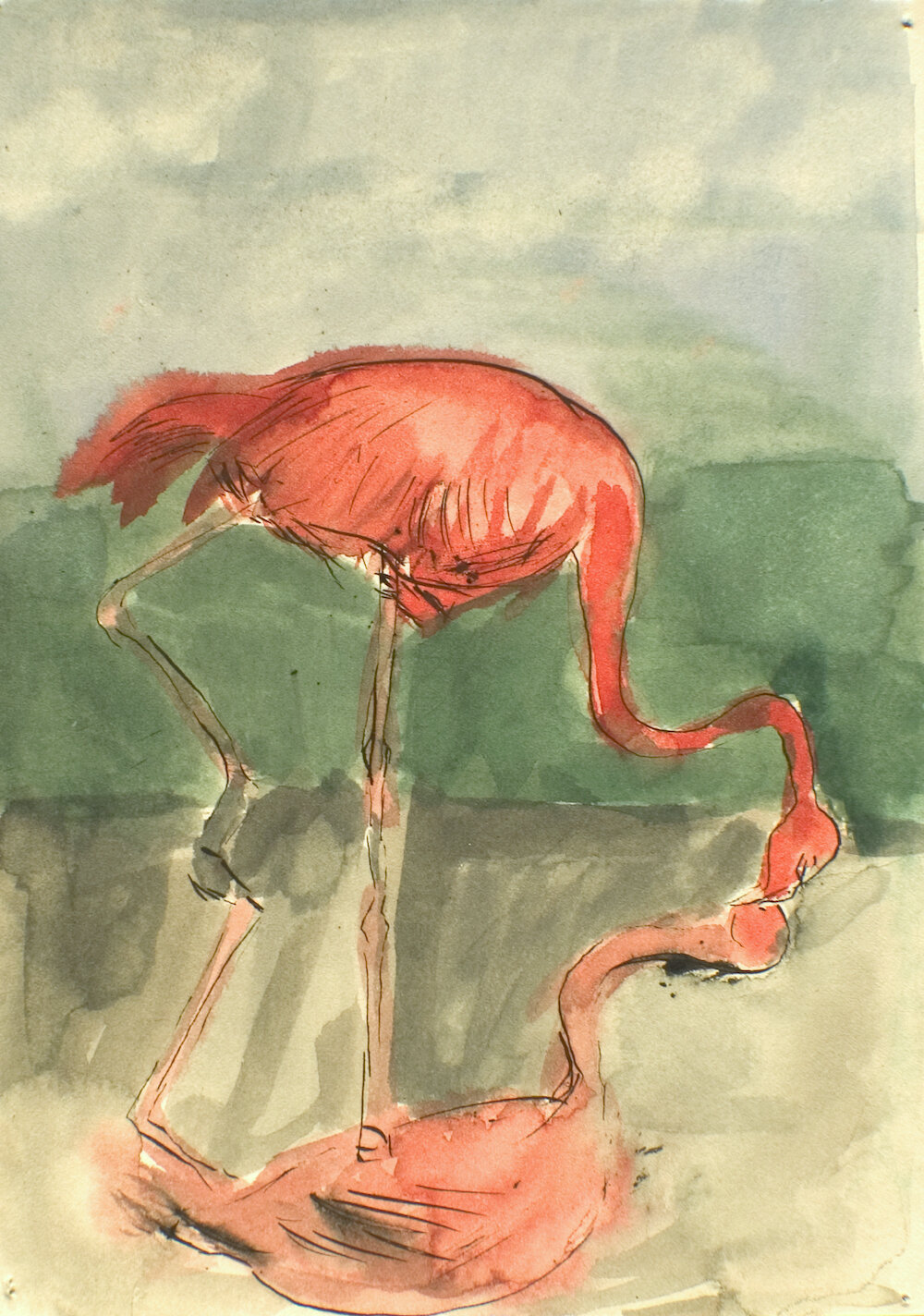 Flamingo