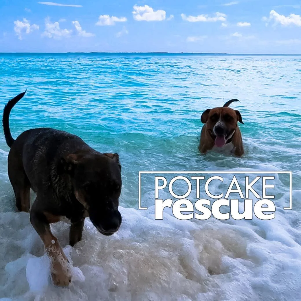 Why Green Turtle Cay?