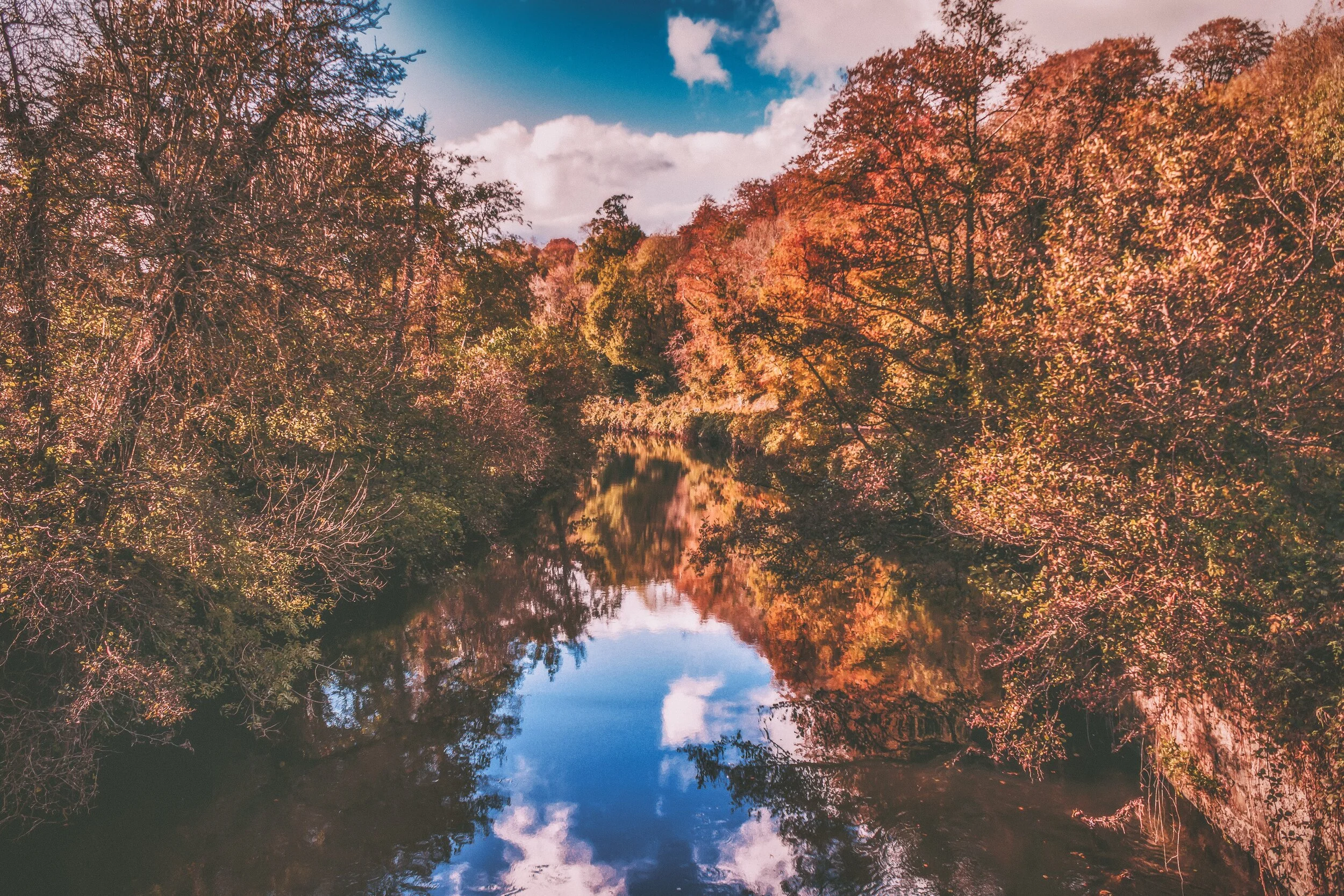 Common Alder (deciduous, monoecious) by E.A Colquitt