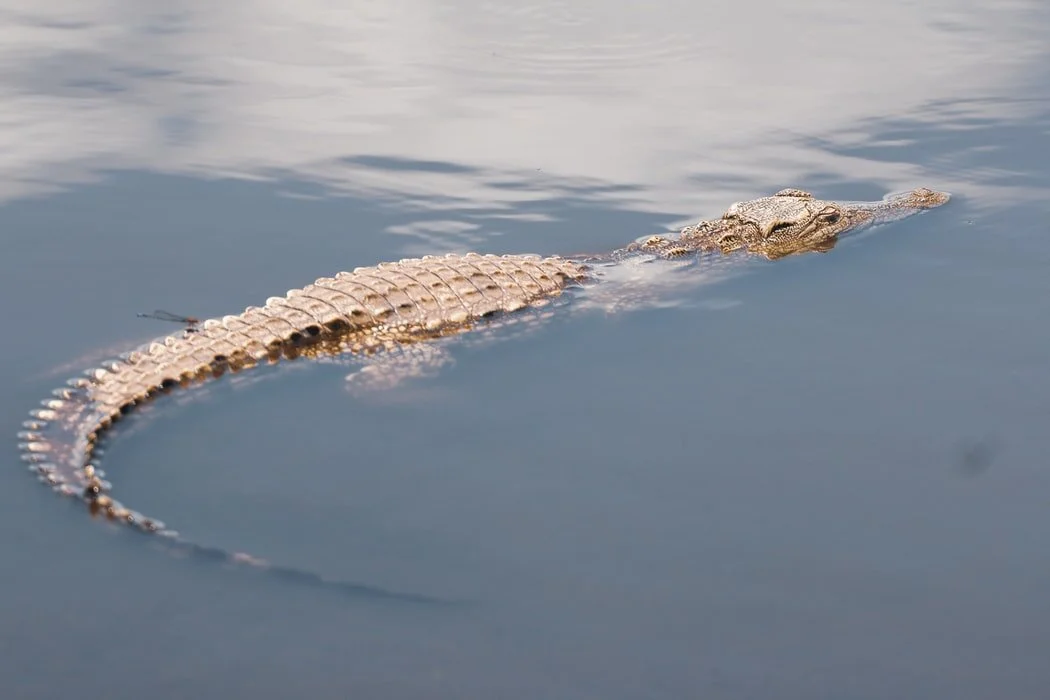 Have I Ever Told You How Cool Crocodile Hearts Are?