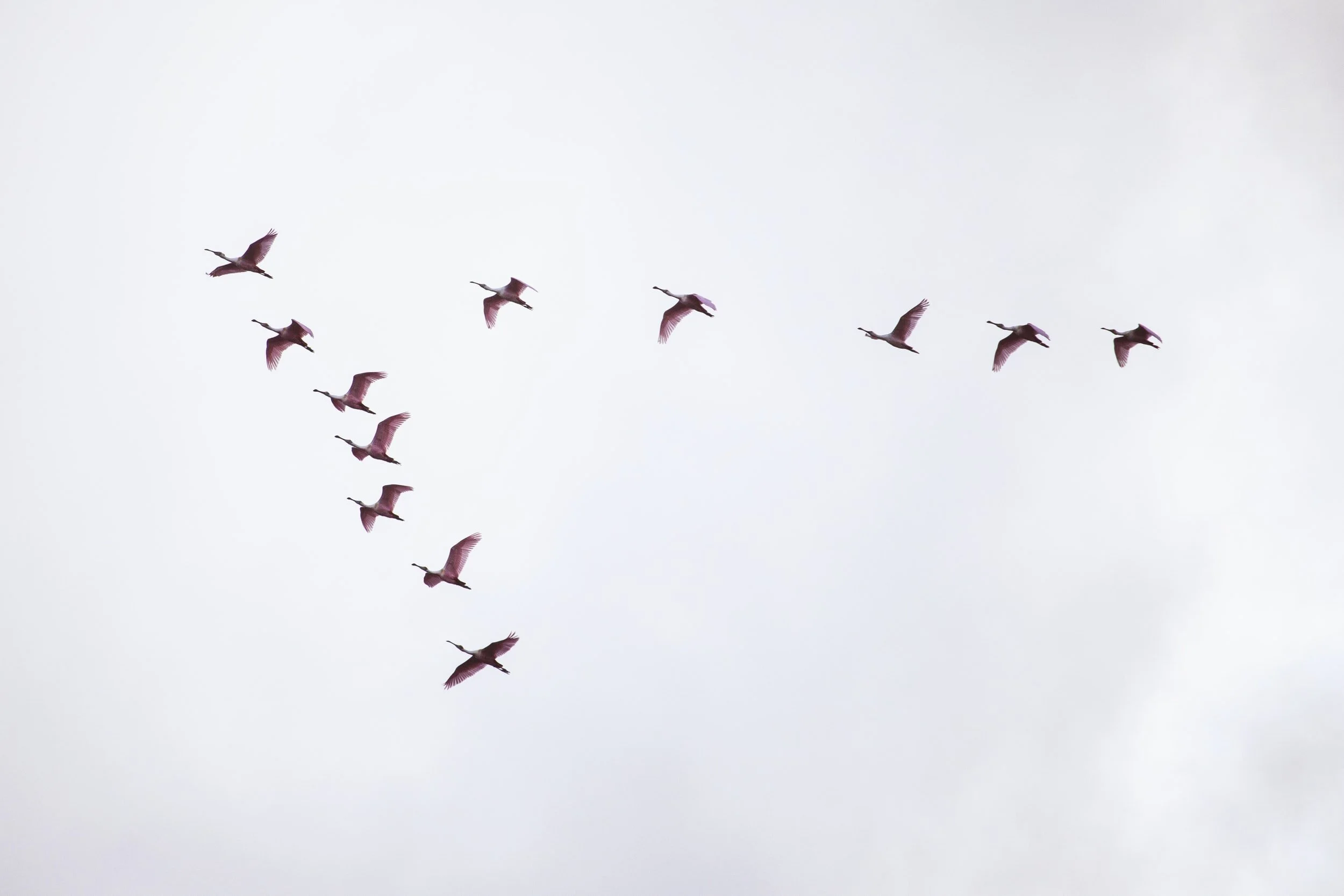 "Birdwatching" by Ben Blackwell