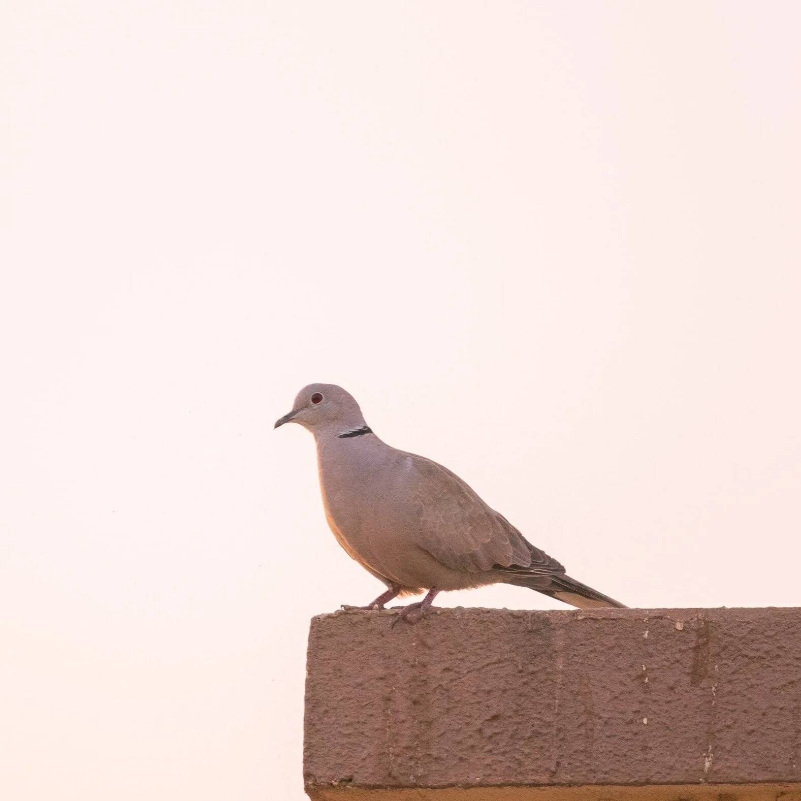 Dove by Ben Blackwell