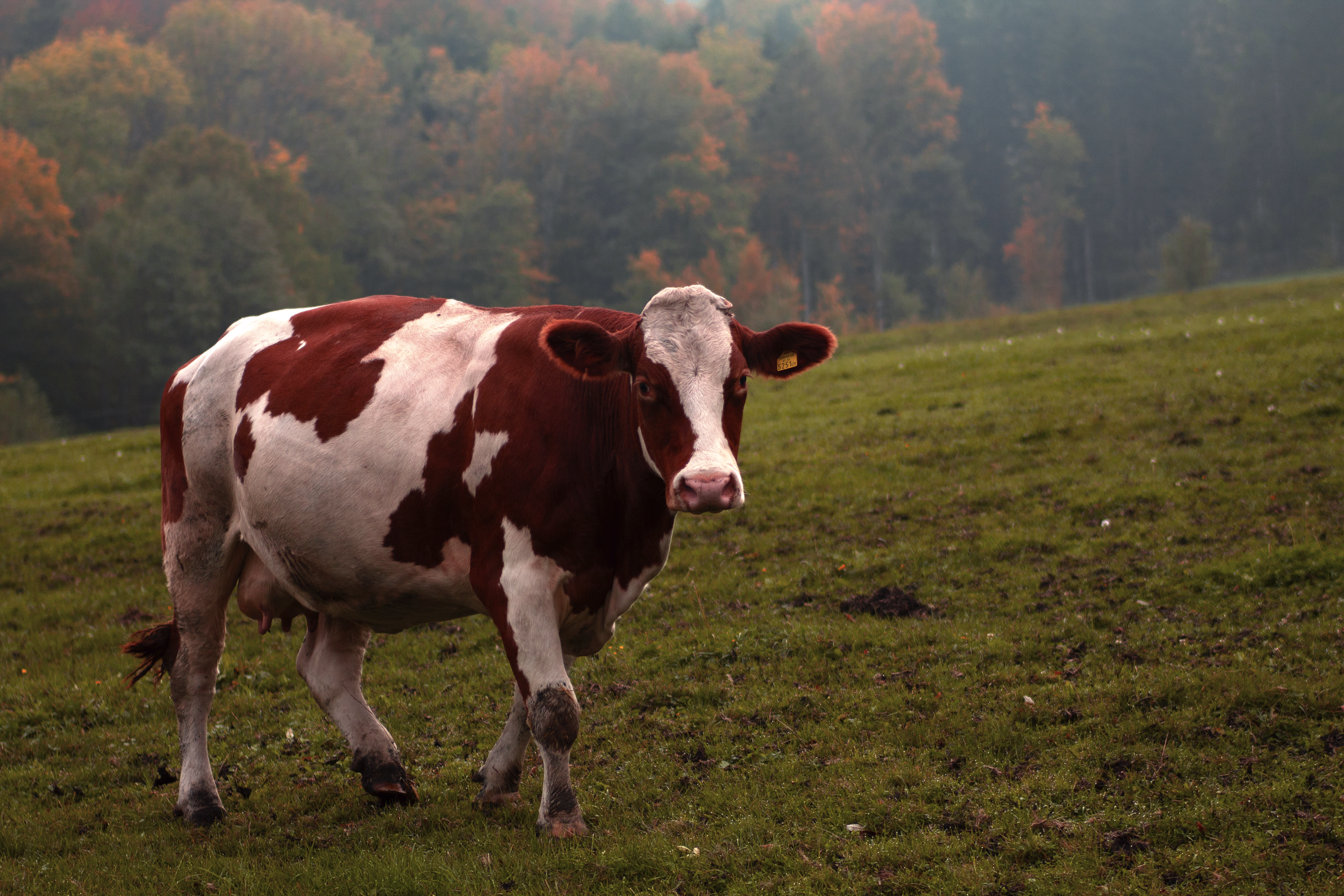 Talking to: Maddie Pow - Farming in the Time of Brexit
