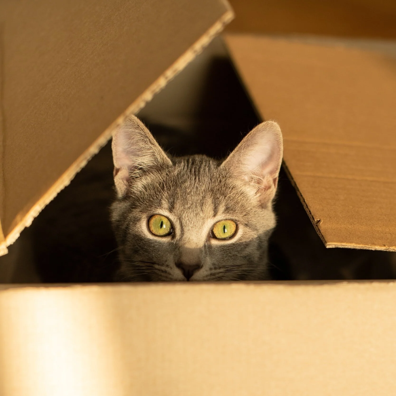 Kittens for Sale, Near Me