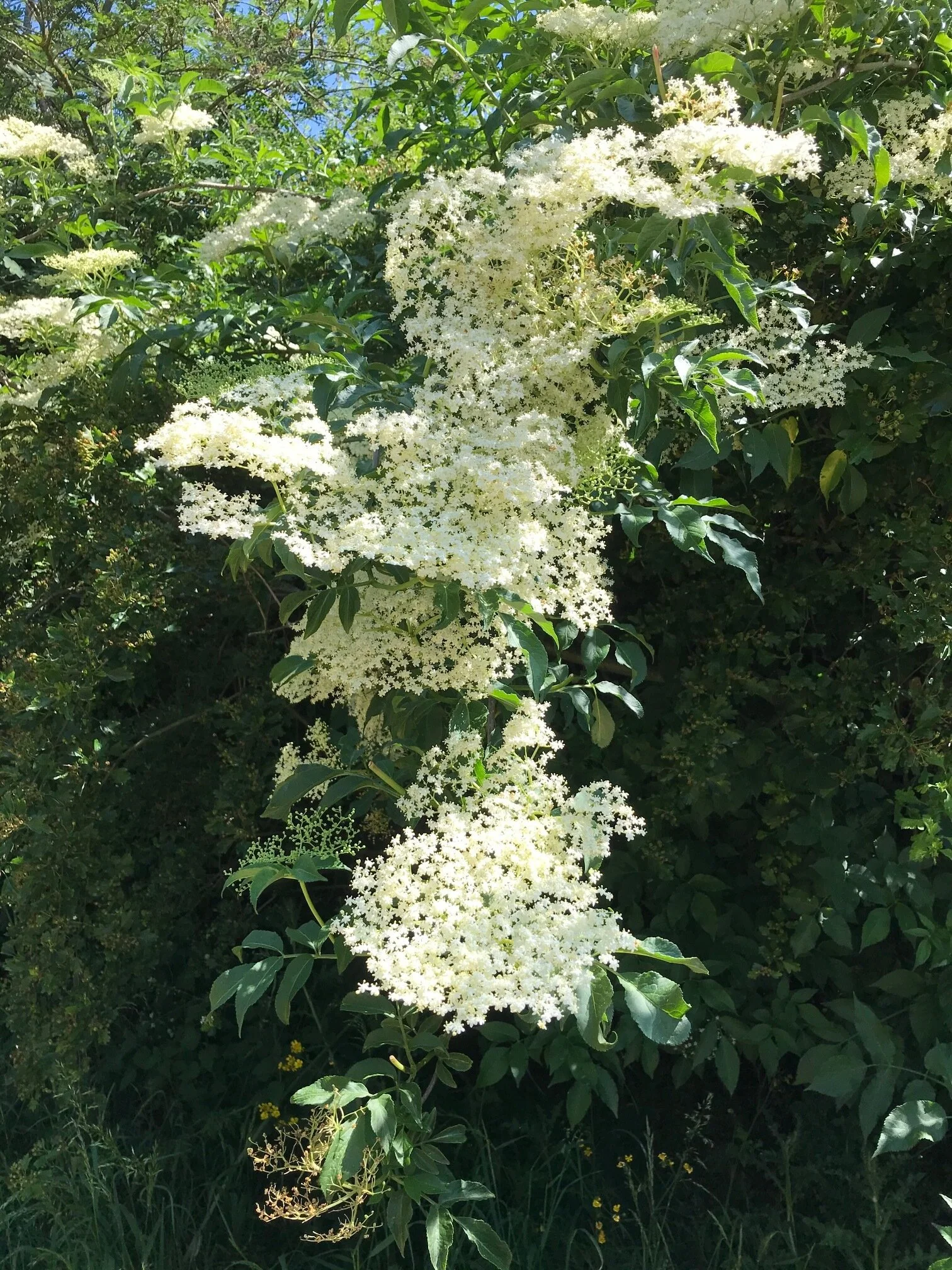 May: Time to Make Elderflower Cordial