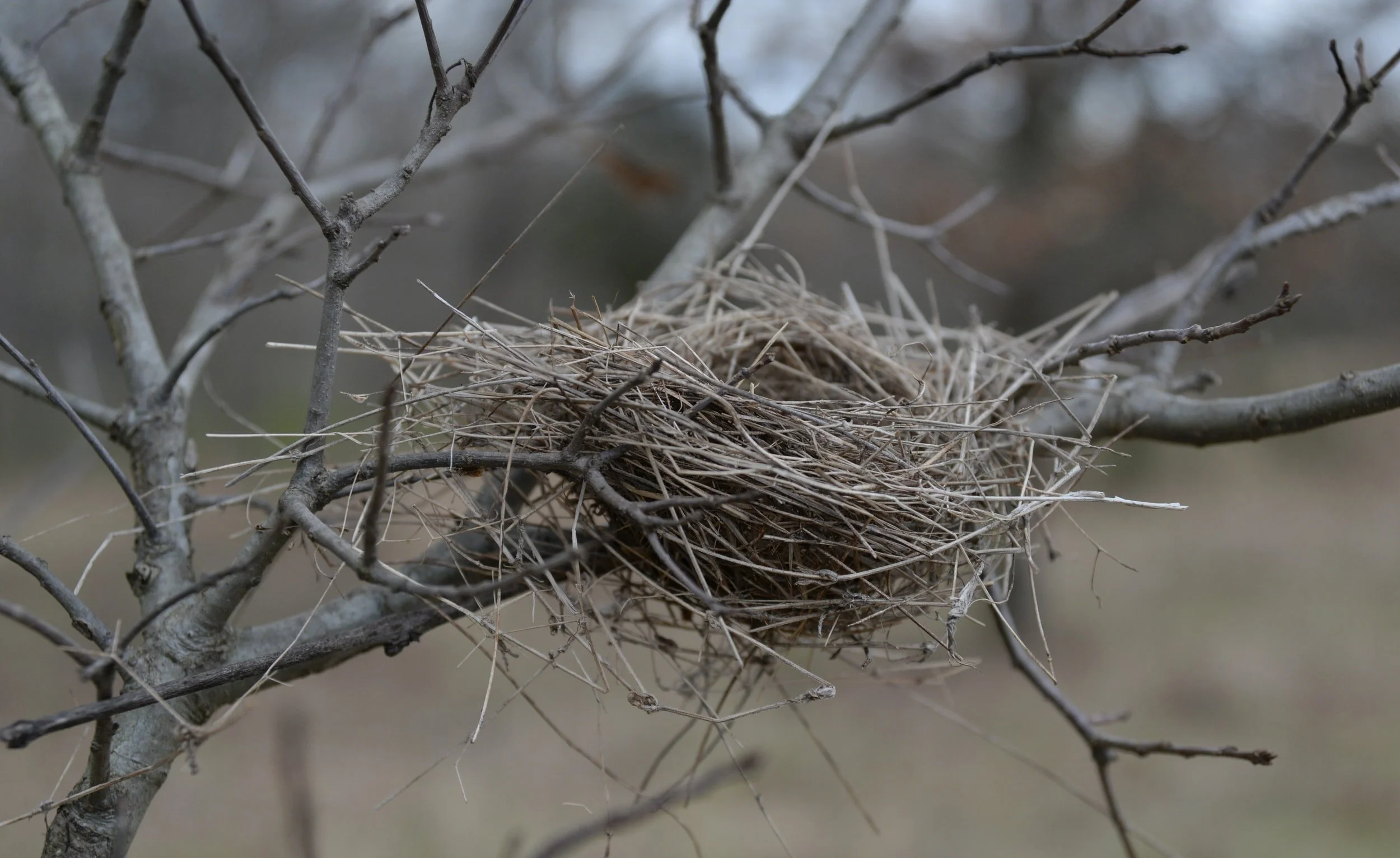 Empty Nest