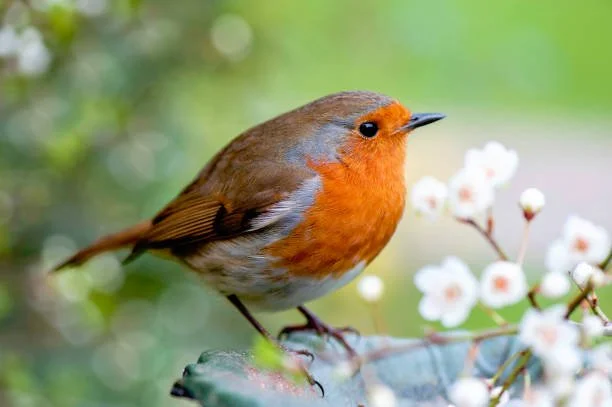 Yuletide Folklore: The Folklore Behind Some of Our Favourite Traditions