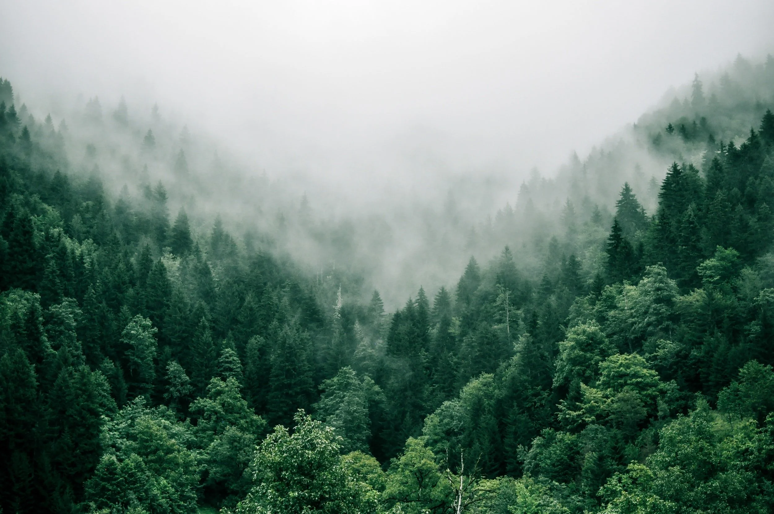Sacred England: A Written Wood of Celtic Trees