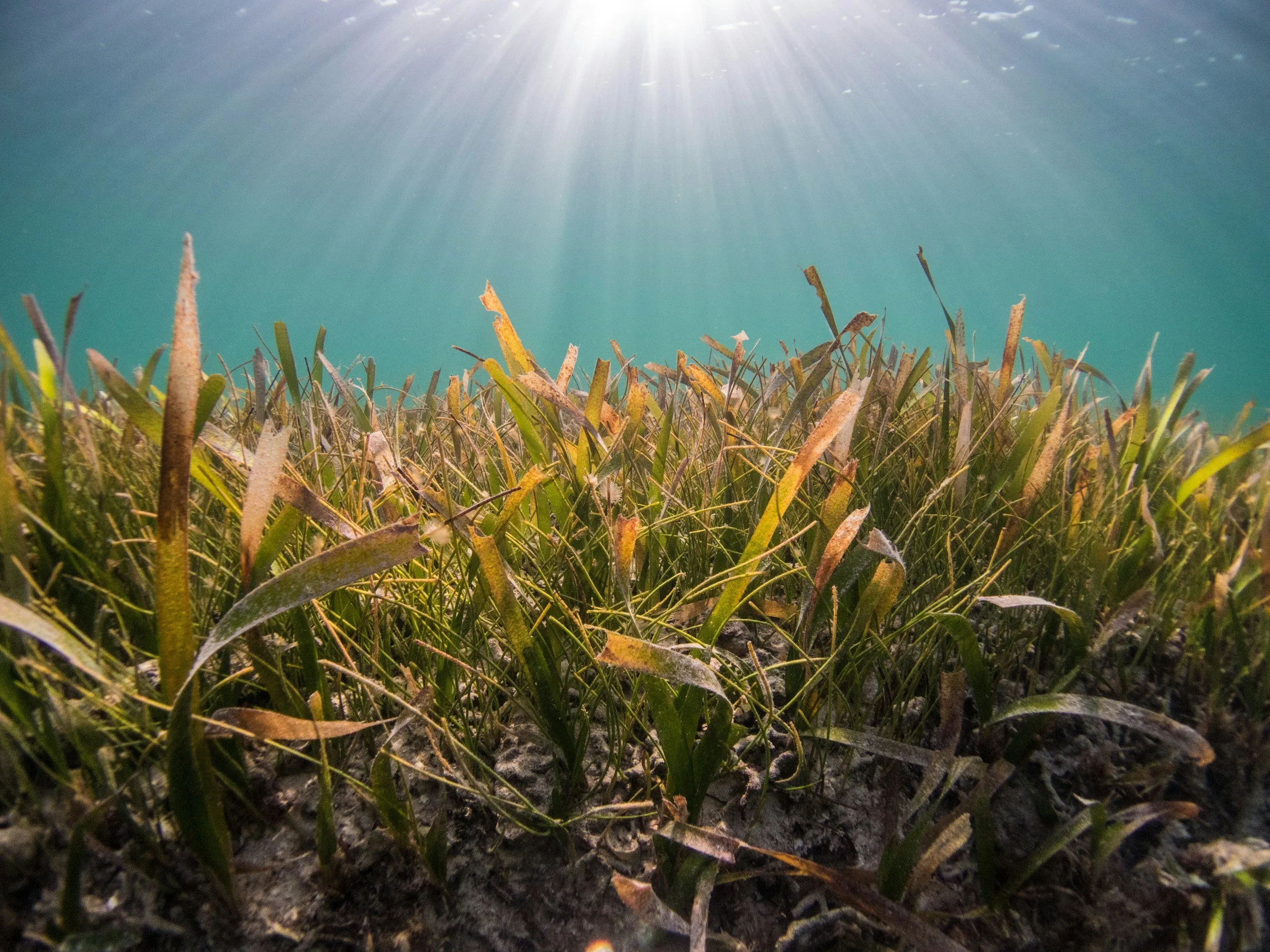Seagrasses,  One of The Least Protected Coastal Habitats... Why Does No One Know About It?