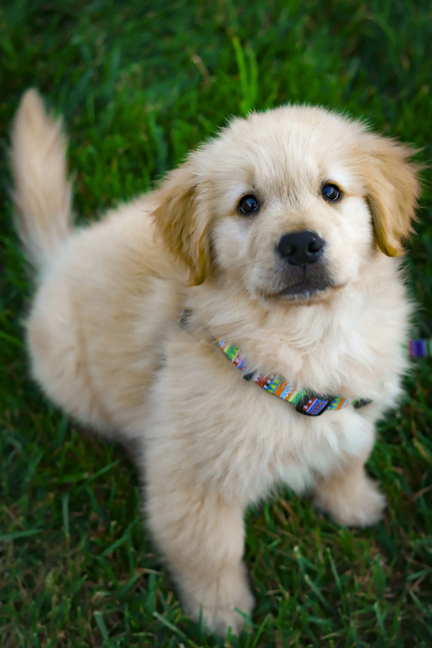 It’s No Walk in The Park: The Unexpected Mental and Lifestyle Load of Dog Ownership.&nbsp;
