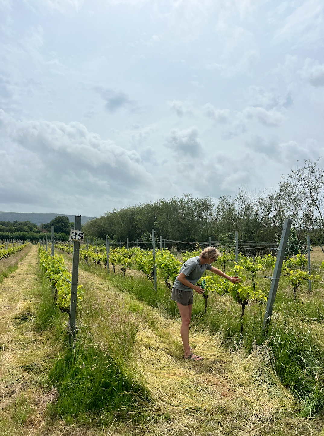 10 Questions With: Dunleavy Vineyard