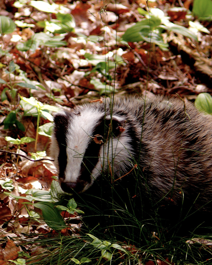 British Wildlife Series: The Elusive Badger