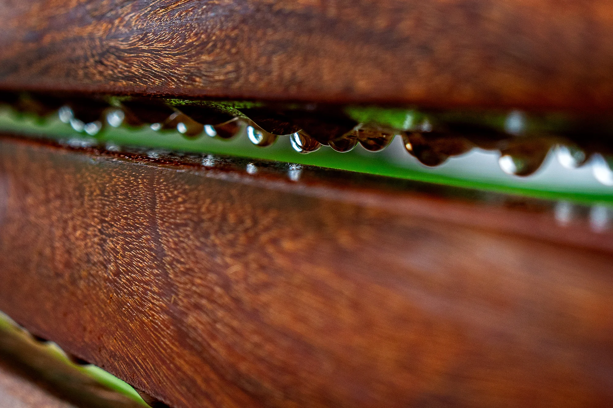 Carnegie Library Bench